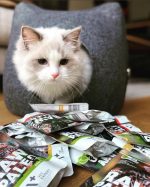 Raw Paleo Getreidefreies Katzenfutter Nassfutter Kittenfutter mit hohem Fleischanteil