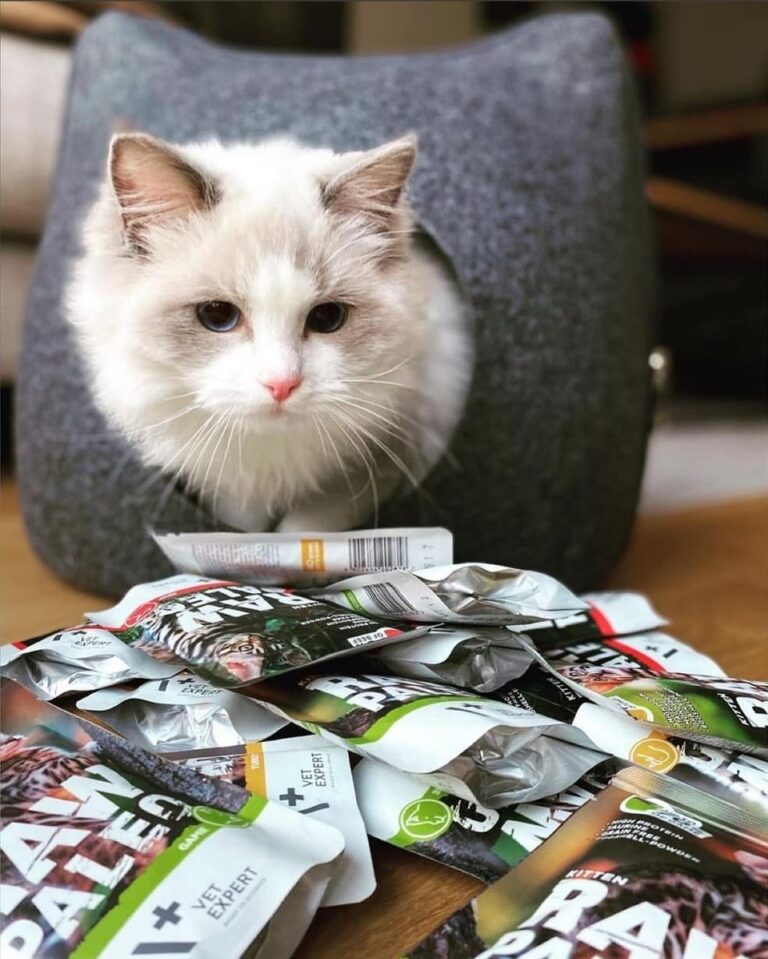 Raw Paleo Getreidefreies Katzenfutter Nassfutter Kittenfutter mit hohem Fleischanteil