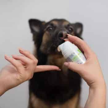 Mundhygiene deines Hundes und deiner Katze