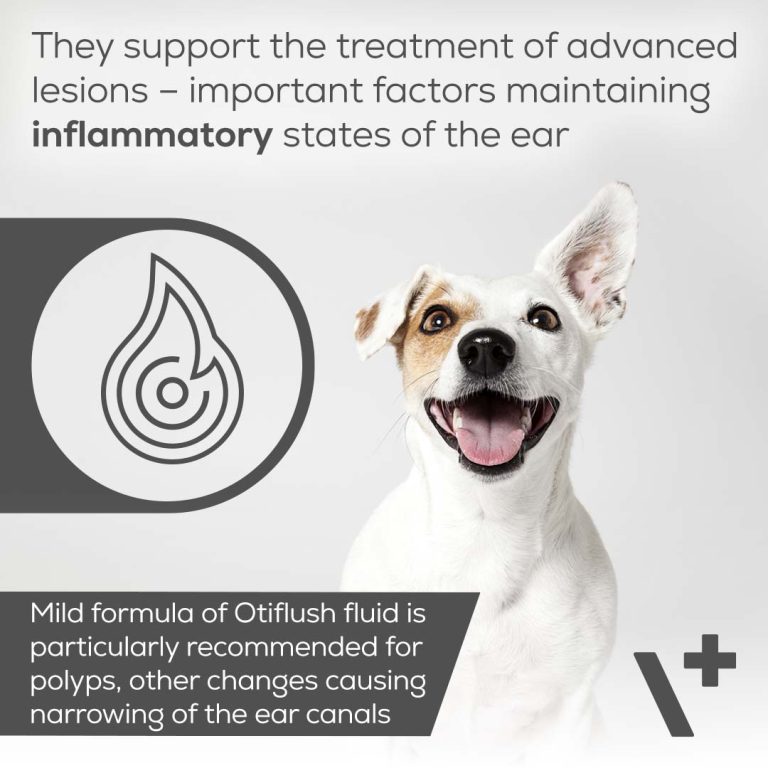 Otiflush Otitis Ohrenentzündung beim Hund