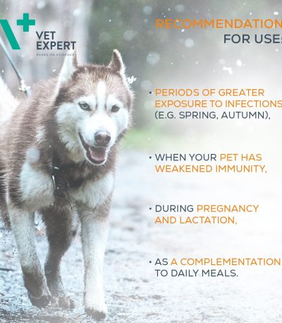 Stärkung des Immunsystems von Hunden und Katzen 6