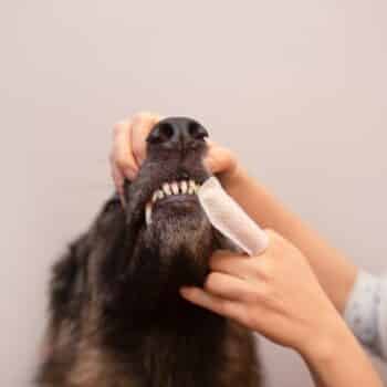 Zahngesundheit bei Hund und Katze